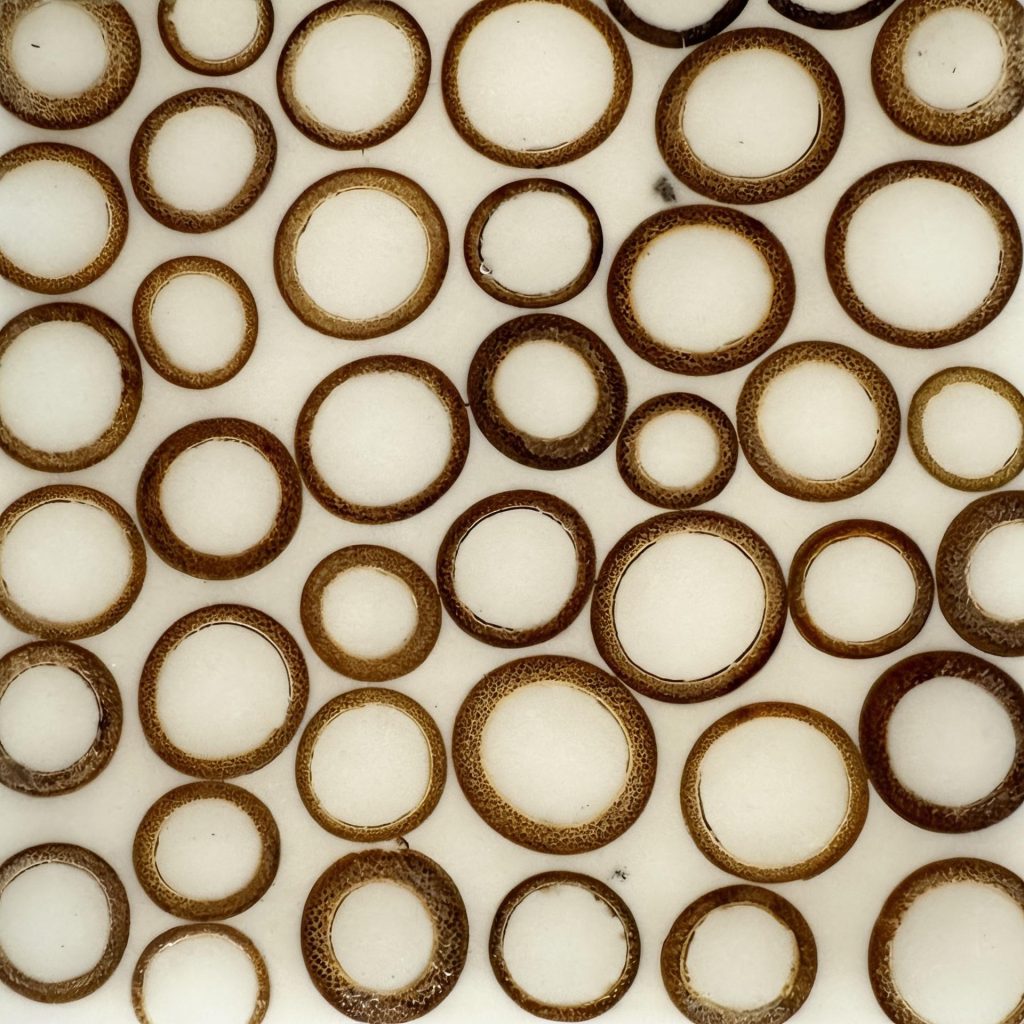 Bamboo Ring White