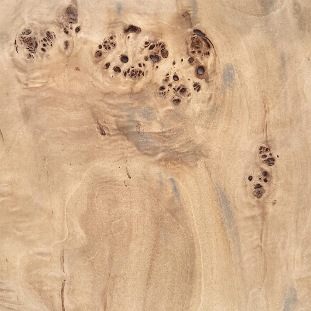 European Poplar