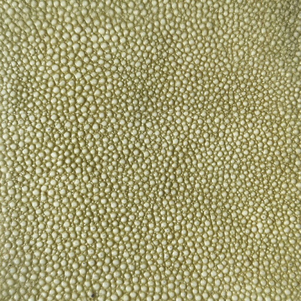 Golden Lime